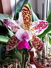 Cattleya